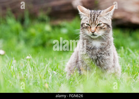 Scottish Wildcat wildcat la seule espèce indigène en Grande-Bretagne et, selon certains, plus en danger que le tigre de Sibérie Banque D'Images