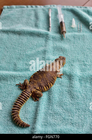 Minneapolis, Minnesota, USA. 21 Février, 2016. Un uromastyx malades et blessés et à l'alimentation traitement attend Crawly Creepy Animal Rescue, un nouveau sauvetage en mettant l'accent sur d'offrir un refuge pour les serpents, lézards, araignées et autres bestioles. Il est le premier du genre à ouvrir à Minneapolis, Minnesota, États-Unis, 21 février 2016. Crédit : Gina Kelly/Alamy Live News Banque D'Images