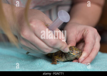 Minneapolis, Minnesota, USA. 21 Février, 2016. Malades et blessés un uromastyx a sa bouche ouverte de force afin d'alimenter par seringue par un membre du personnel à Crawly Creepy Animal Rescue, un nouveau sauvetage en mettant l'accent sur d'offrir un refuge pour les serpents, lézards, araignées et autres bestioles. Il est le premier du genre à ouvrir à Minneapolis, Minnesota, États-Unis, 21 février 2016. Crédit : Gina Kelly/Alamy Live News Banque D'Images