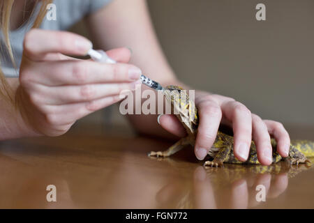 Minneapolis, Minnesota, USA. 21 Février, 2016. Un uromastyx reçoit des médicaments pour la douleur, par un membre du personnel à Crawly Creepy Animal Rescue, un nouveau sauvetage en mettant l'accent sur d'offrir un refuge pour les serpents, lézards, araignées et autres bestioles. Il est le premier du genre à ouvrir à Minneapolis, Minnesota, États-Unis, 21 février 2016. Crédit : Gina Kelly/Alamy Live News Banque D'Images