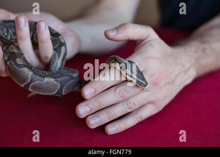 Minneapolis, Minnesota, USA. 21 Février, 2016. Une balle python qui est aveugle à cause d'un mauvais soin et inabillity à se défaire de sa peau est tenu par un membre du personnel à Crawly Creepy Animal Rescue, un nouveau sauvetage en mettant l'accent sur d'offrir un refuge pour les serpents, lézards, araignées et autres bestioles. Il est le premier du genre à ouvrir à Minneapolis, Minnesota, États-Unis, 21 février 2016. Crédit : Gina Kelly/Alamy Live News Banque D'Images