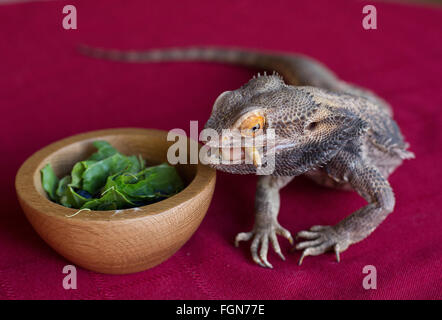 Minneapolis, Minnesota, USA. 21 Février, 2016. Un dragon barbu de manger un ver à Crawly Creepy Animal Rescue, un nouveau sauvetage en mettant l'accent sur d'offrir un refuge pour les serpents, lézards, araignées et autres bestioles. Il est le premier du genre à ouvrir à Minneapolis, Minnesota, États-Unis, 21 février 2016. Crédit : Gina Kelly/Alamy Live News Banque D'Images