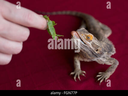 Minneapolis, Minnesota, USA. 21 Février, 2016. Un dragon barbu alimenté un morceau de laitue par un membre du personnel à Crawly Creepy Animal Rescue, un nouveau sauvetage en mettant l'accent sur d'offrir un refuge pour les serpents, lézards, araignées et autres bestioles. Il est le premier du genre à ouvrir à Minneapolis, Minnesota, États-Unis, 21 février 2016. Crédit : Gina Kelly/Alamy Live News Banque D'Images