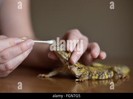 Minneapolis, Minnesota, USA. 21 Février, 2016. Un uromastyx a certaines carcasses peau doucement enlevé par un membre du personnel à Crawly Creepy Animal Rescue, un nouveau sauvetage en mettant l'accent sur d'offrir un refuge pour les serpents, lézards, araignées et autres bestioles. Il est le premier du genre à ouvrir à Minneapolis, Minnesota, États-Unis, 21 février 2016. Crédit : Gina Kelly/Alamy Live News Banque D'Images