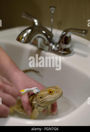 Minneapolis, Minnesota, USA. 21 Février, 2016. Un dragon barbu est trempé et se frotta doucement pour aider à enlever la peau morte, bloqué, à Crawly Creepy Animal Rescue, un nouveau sauvetage en mettant l'accent sur d'offrir un refuge pour les serpents, lézards, araignées et autres bestioles. Il est le premier du genre à ouvrir à Minneapolis, Minnesota, États-Unis, 21 février 2016. Crédit : Gina Kelly/Alamy Live News Banque D'Images