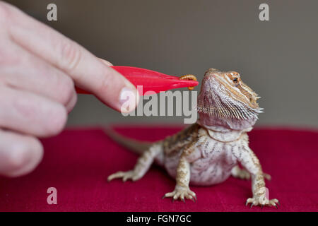 Minneapolis, Minnesota, USA. 21 Février, 2016. Un dragon barbu alimenté un ver par un membre du personnel à Crawly Creepy Animal Rescue, un nouveau sauvetage en mettant l'accent sur d'offrir un refuge pour les serpents, lézards, araignées et autres bestioles. Il est le premier du genre à ouvrir à Minneapolis, Minnesota, États-Unis, 21 février 2016. Crédit : Gina Kelly/Alamy Live News Banque D'Images