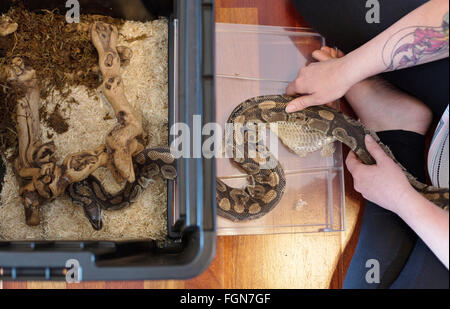 Minneapolis, Minnesota, USA. 21 Février, 2016. Un serpent python qui vient d'être remis par un propriétaire qui ne peut plus prendre soin d'elle est libérée dans un récipient temporaire par un membre du personnel à Crawly Creepy Animal Rescue, un nouveau sauvetage en mettant l'accent sur d'offrir un refuge pour les serpents, lézards, araignées et autres bestioles. Il est le premier du genre à ouvrir à Minneapolis, Minnesota, États-Unis, 21 février 2016. Crédit : Gina Kelly/Alamy Live News Banque D'Images