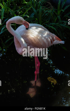 Les flamants roses, Phoenicopterus, ne sont jamais pris pour tout autre type d'oiseau en raison de leur plumage rose, de longues pattes, un long cou Banque D'Images