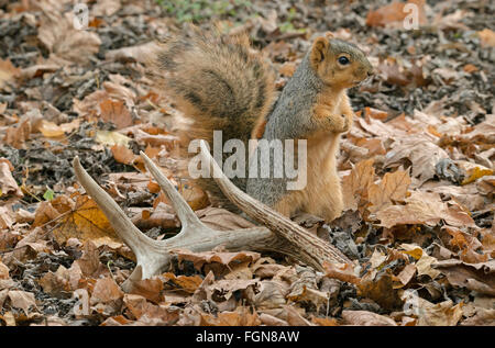 Sol forestier de l'écureuil du renard de l'est (Sciurus niger), à la recherche de nourriture, bois de cerf à queue blanche, automne, E NA, Par Skip Moody/Dembinsky photo Assoc Banque D'Images