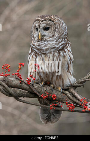 La Chouette rayée (Strix varia) assis sur la branche d'arbre, avec de petits fruits doux-amer ((Celastrus scandens), Hiver, Michigan USA Banque D'Images