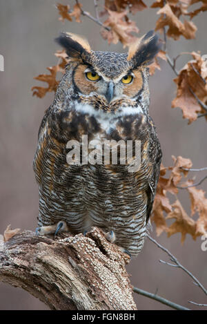 Grand hibou corné Bubo virginianus perché sur une souche d'arbre, est de l'Amérique du Nord, par Skip Moody/Dembinsky photo Assoc Banque D'Images