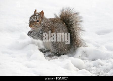 L'Écureuil gris (Sciurus carolinensis) manger les glands stockées après une tempête de neige, Michigan USA Banque D'Images