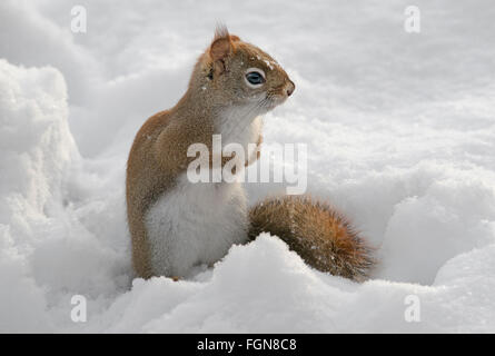 L'Est de l'Écureuil rouge la chasse pour la nourriture à même le sol forestier (Tamiasciurus hudsonicus) ou Sciurus, hiver, E Amérique du Nord Banque D'Images