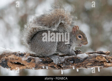 L'Écureuil gris (Sciurus carolinensis) à la recherche de nourriture après la tempête de neige, Michigan USA Banque D'Images