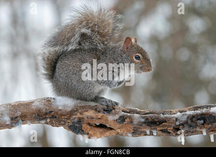 L'Écureuil gris (Sciurus carolinensis) à la recherche de nourriture après la tempête de neige, Michigan USA
