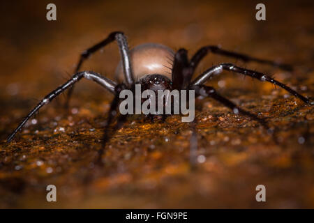 Grotte de l'araignée (Meta menardi) femelle adulte dans la famille Tetragnathidae, vu de devant sur un couvercle de vidange Banque D'Images