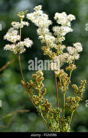 La reine-des-prés (Filipendula ulmaria). Fleurs blanches sur cette plante vivace de la famille des roses, Rosaceae Banque D'Images