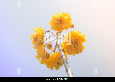 Le coton de soie jaune (Cochlospermum religiosum) des boutons de fleurs, stock photo Banque D'Images