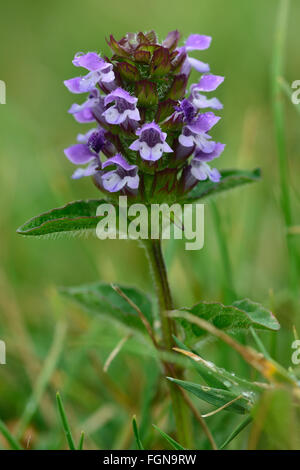 Selfheal (Prunella vulgaris). Une fleur de cette fleur pourpre de la famille (Lamiaceae) Banque D'Images