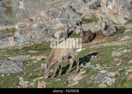 Bighorn (Ovis canadensis) Agneau de manger les plantes alpines, Mount Evans Wilderness Area, Rocky Mountains, Colorado USA Banque D'Images