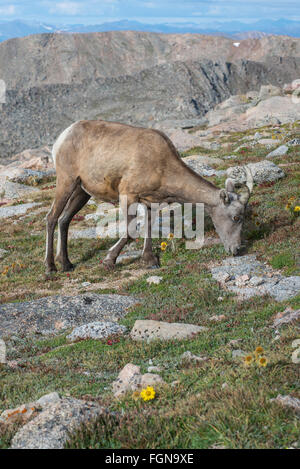 Bighorn (Ovis canadensis) Ewe, manger les plantes alpines, Mount Evans Wilderness Area, Rocky Mountains, Colorado USA Banque D'Images