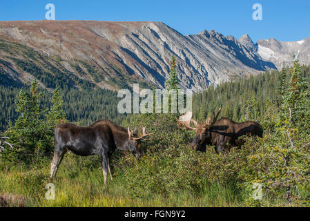 Bull (mâle) et de la vache (femelle) de l'orignal, la végétation sauvage, les pics des Indiens, Rocky Mountains, Colorado, USA Banque D'Images