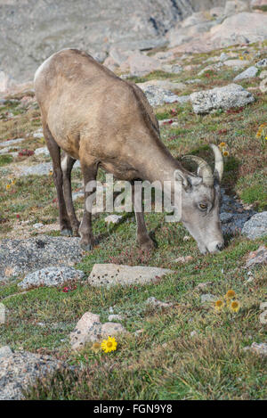 Bighorn (Ovis canadensis) Ewe, manger les plantes alpines, Mount Evans Wilderness Area, Rocky Mountains, Colorado USA Banque D'Images