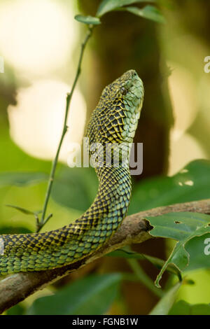 Les Crotalinae, communément appelé les Crotalidés, crotaline ou serpents, vipères à fosse, sont une sous-famille de serpents venimeux Banque D'Images