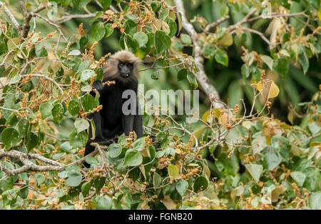 Le Nilgiri langur a un pelage brun foncé, brillant et longue, épaisse fourrure brun à doré sur la tête. Banque D'Images