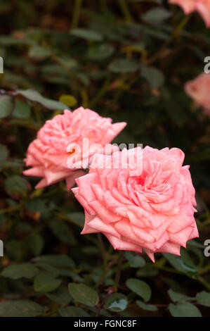 Rose, Rosa MINNIE PEARL, miniature, rose, Banque D'Images