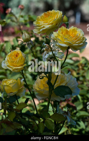 Rose, Rosa '' Ausmol MOLINEUX , David Austin, arbuste, Anglais Banque D'Images