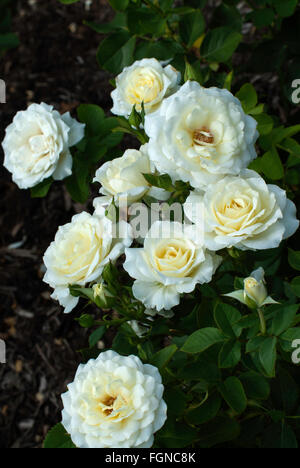 Rosa Rose Floribunda AARS 2007 MOONDANCE Banque D'Images