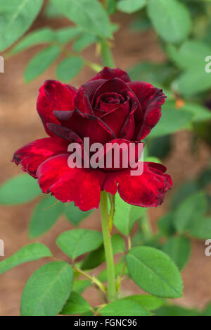 Rose , Rosa Virginia, rouge, hybride de thé, Banque D'Images