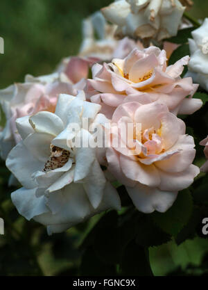 Rose, Rosa floribunda, jolie dame Banque D'Images