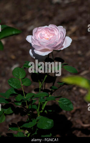 Rose, Rosa DE LA REINE DE SUÈDE, David Austin, l'anglais, de l'arbuste Banque D'Images