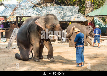 Chiangmai, Thaïlande - 20 février : éléphant est assis et mettre la tête d'hat le mahout le 20 février ,2016 à Mae Sa elephant camp, Chiang Mai, Thaïlande Banque D'Images