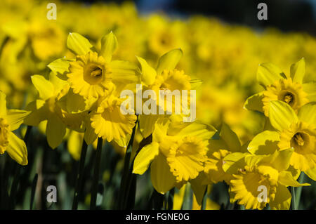 La floraison des jonquilles jaune à une ampoule ferme dans la vallée de la Skagit, Washington Banque D'Images