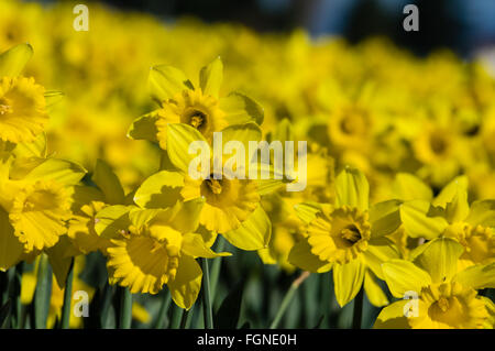 La floraison des jonquilles jaune à une ampoule ferme dans la vallée de la Skagit, Washington Banque D'Images