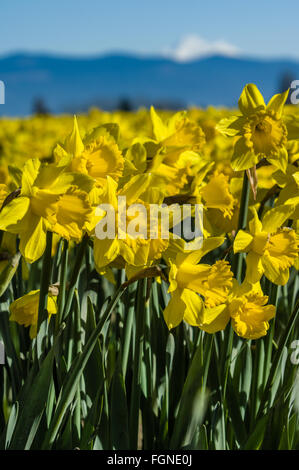 La floraison des jonquilles jaune à une ampoule ferme dans la vallée de la Skagit, Washington Banque D'Images