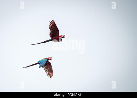 Le rouge et vert (Ara chloropterus Aras à ailes) en vol, Guyana, en Amérique du Sud Banque D'Images