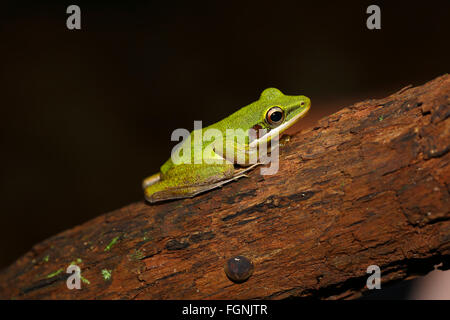 White-lipped frog (Rana chalconota), vrai grenouille dans la forêt tropicale, Sarawak, Bornéo, Malaisie Banque D'Images