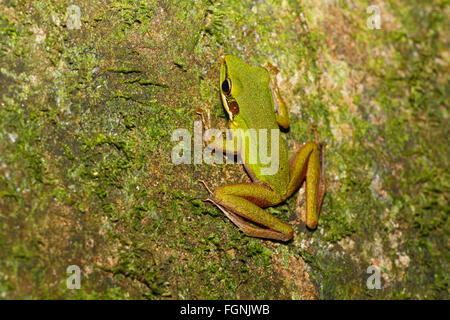 White-lipped frog (Rana chalconota), vrai grenouille dans la forêt tropicale, Sarawak, Bornéo, Malaisie Banque D'Images