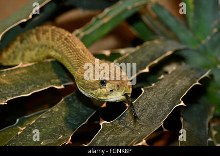 Côte ouest du Mexique Crotale de l'Ouest (Crotalus basiliscus), lambent, originaire du Mexique, captive Banque D'Images