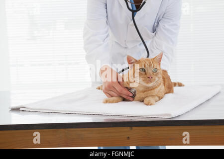 Un contrôle vétérinaire chats heartbeat Banque D'Images