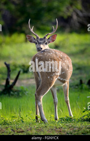 Cerfs tachetés sauvages dans le parc national de Yala, au Sri Lanka Banque D'Images