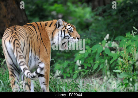 Tigres de l'amour sur l'herbe verte en été 24 Banque D'Images
