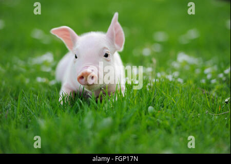 Jeune cochon sur un gazon vert printemps Banque D'Images