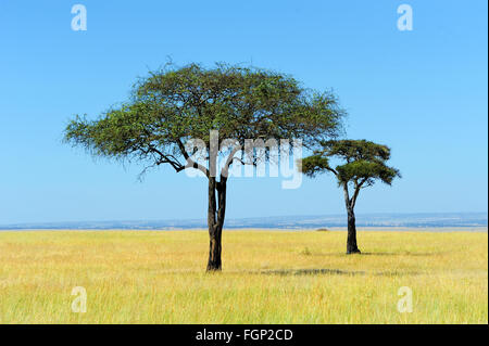 Paysage de savane dans le parc national au Kenya Banque D'Images