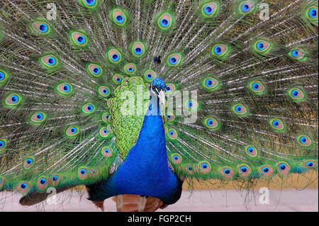 Portrait de belle avec des plumes à pavo Banque D'Images