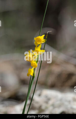Narcisse gaditanus, Rush-feuille jonquil, espèce endémique à l'Andalousie, Malaga, Espagne, Europe. Banque D'Images